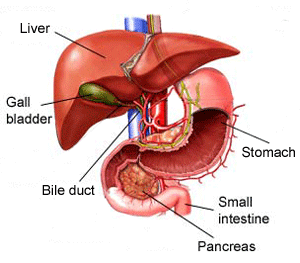 Liver